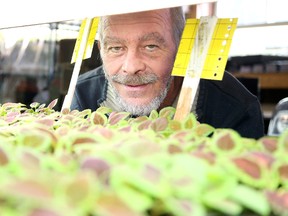 Stuart McCall event co-coordinator of the 5th Annual Seedy Sunday seed swap looks over some of his seedlings in his basement. Seedy Sunday is celebrated around the world and is an event that encourages people to participate in the age-old traditions of seed saving and seed trading (or swapping). A number of seed vendors, retail vendors, and other organizations will be on site, displaying their products and programs. Several presentations will also take place over the course of the day on a number of gardening topics. The Horticultural Society and Master Gardeners will be on site to answer all your gardening questions. Delicious locally prepared food will be available, as well as a children’s area to keep the little ones busy. The event goes on Sunday March 2, 2014 at the Parkside Centre . The event gets underway at 10 a.m. and doors will close at 2 p.m. For more information goto www.sudburyseedysunday.ca Gino Donato/The Sudbury Star