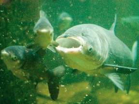 Asian carp