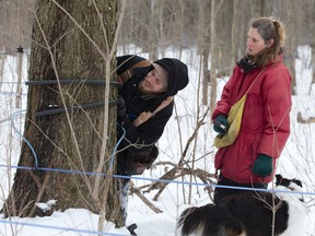 Wes Brydges and his mother Cheryl Brydges adjust maple sap lines at the Kinsmen Fanshawe Sugar Bush in London Tuesday. Kinsmen and Kinette volunteers are preparing for tours to start this weekend. (CRAIG GLOVER, The London Free Press)