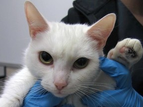 Snowball the cat is recovering from frostbitten paws at the Ottawa Humane Society. They're warning pet owners to be mindful of frigid temperatures this week.  Courtesy: OHS