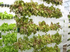 Growing lettuce -- vertically. (File photo)