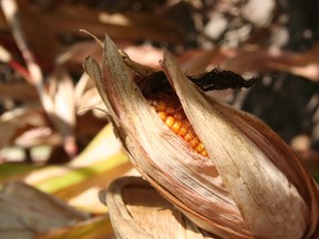 corn