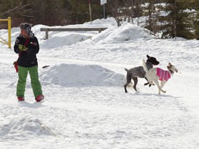 A woman takes her dogs for a walk at Hermitage Park in Edmonton, Alta., on Thursday, Feb. 27, 2014. Cold winter weather lead to Edmonton's residents bundling up against the wind. (Ian Kucerak/Edmonton Sun)