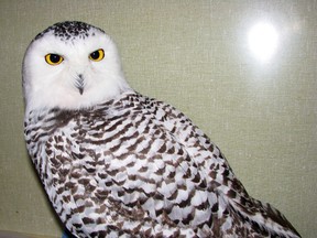 Photo supplied                  
A snowy owl like this one is currently being rehabilitated at the Wild at Heart Wildlife Rescue Centre in Lively. This is an owl that was nursed back to health and returned to the wild.