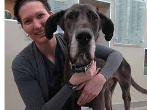 Charlie the Great Dane is gaining weight in the care of OHS after being severely emaciated and near death.
Submitted photo
OTTAWA SUN/QMI AGENCY