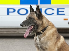 police dog