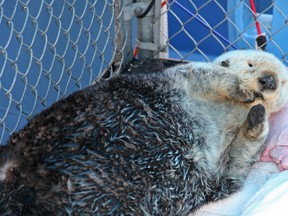 Whiffen the sea otter at the Vancouver Aquarium Marine Mammal Rescue Centre. Vancouver, B.C. on Tuesday, March 4th, 2014. (Jason Lang special to/Vancouver 24hours/QMI Agency)