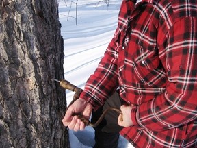 Tom Shaw shows the traditional method of tapping maple trees using a hand drill once used by his grandfather Norman Shaw who founded the syrup business. (Jim Fox/Special to QMI Agency)