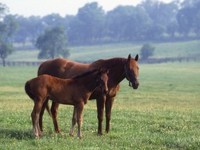 Horses in a field at the Kentucky Horse Park in Lexington. KENTUCKY DEPARTMENT OF TRAVEL AND TOURISM PHOTO