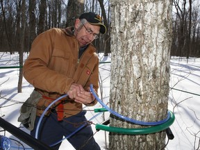 Maple syrup farmer Gary Gorr taps a tree at his property in Harrowsmith. The cold weather is delaying the start of the maple sap run.
Elliot Ferguson The Whig-Standard