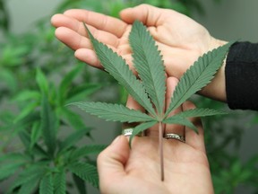 Consultant Angel Martos holds a marijuana leaf at the Canna Pi medical marijuana dispensary in Seattle, Washington, November 27, 2012. (REUTERS/Anthony Bolante)