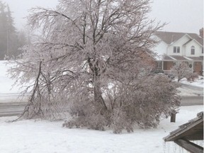 Some tree species have brittle wood and are easily damaged by ice and wind storms. (Fotolia.com)