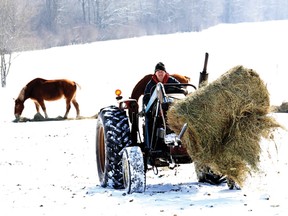 Lawrence Kelly hauls a partial round bale of hay after laying out feed for his Belgian horses east of Brockville Wednesday morning. Kelly estimates he has used about a third more feed this winter than in the recent past for his 80 head of horses and cattle.