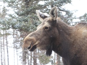 A Nova Scotia moose is pictured. (Photo by Mike Dembeck)