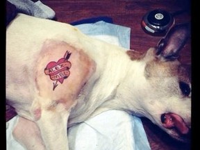 A photo of a dog with a tattoo is pictured from Mistah Metro's Instagram page. The dog was sedated for surgery to remove its spleen when the tattoo was done. (Instagram/QMI Agency)