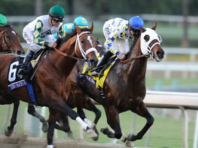 Mucho Macho Man sprints home during the 2013 Breeders’ Cup Championships at Santa Anita Park. The main event at Santa Anita tomorrow will feature a rematch between Mucho Macho Man and Will Take Charge, the 1-2 finishers at the Breeders Cup. (USA Today/photo)