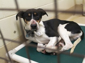 Ironman is one of 26 dogs surrendered by their owner to Welland and District Humane Society after being found chained to a row of doghouses in a field in Waterford. Seventeen of the dogs are being cared for in Welland and the remaining nine are at a shelter in Kitchener. (MARYANNE FIRTH/Tribune Staff)