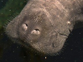 A rescued manatee, suffering from exposure to Red Tide in Southwest Florida, comes up for air during treatment at Tampa's Lowry Park Zoo, Florida, in this file photo taken March 13, 2013. (REUTERS/Steve Nesius/Files)