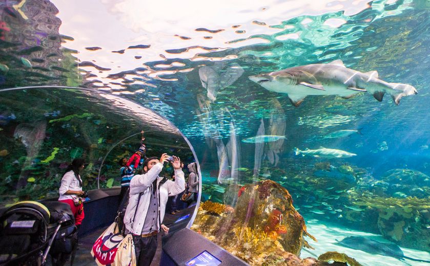World First: Ripley's Aquariums Research Efforts Birth Sand Tiger Shark -  Ripley Entertainment Inc