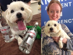 Charlie the Maltese terrier had to be given a steady dose of vodka on March 1 and 2 after vets determined the dog had ethylene glycol poisoning, likely from ingesting antifreeze or brake fluid. (Handout/QMI Agency)