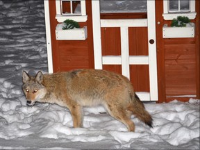 A coyote is seen in Pat Shea's backyard on Rockford Place. Courtesy of Pat Shea.