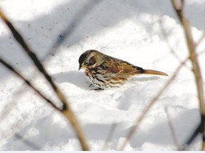 This fox sparrow was feeding in a London yard from mid-February to early March. Its grey nape and heavily streaked underparts are distinctive. (Jeanne Poole/Special to QMI Agency)