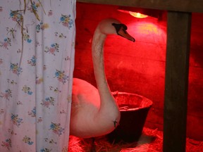 A rescued swan sits next to a heating lamp at the Sandy Pines Wildlife Centre in Napanee. Waterfowl continue to be at risk because of the frozen waterways. (Elliot Ferguson The Whig-Standard)