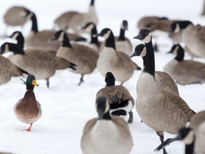 A mallard duck stands on one leg as it tries to blend in with a gaggle of Canada geese in Springbank Park in London, Ont. on Tuesday December 17, 2013.
CRAIG GLOVER/QMI Agency