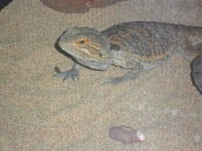 Crush, a Bearded Dragon, was stolen from a home break-in in Gatineau on Wednesday, March 12, 2014. Photo courtesy of Gatineau Police