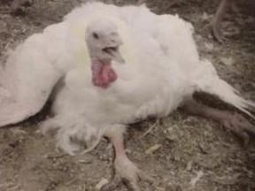 Mercy For Animals Canada said it secretly recorded animal abuse at Hybrid Turkeys, Canada's largest turkey breeding company.
