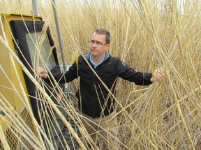 Lambton-Kent-Middlesex MPP Monte McNaughton is shown in a stand of phragmites in a wetland near Kettle and Stony Point in this May 2013 file photo. The Tory MPP has repeated his request that Ontario add the invasive reed to its list of noxious weeds. (PAUL MORDEN, The Observer)