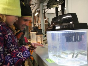 Derek Burdett and his daughter Reece, 9, check out 11-month old rainbow trouts at the Bluewater Anglers Hatchery Sunday, March 16, 2014. (BARBARA SIMPSON, The Observer)