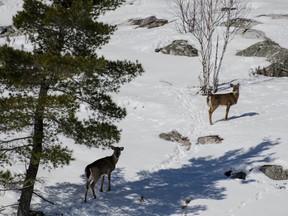 deer dying