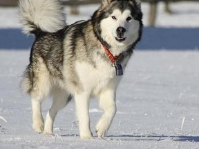 Two Alaskan Malamute dogs (like this one pictured) mauled a seven-year-old St. Andrews girl to death on Sunday, say RCMP. (WEB PIC)