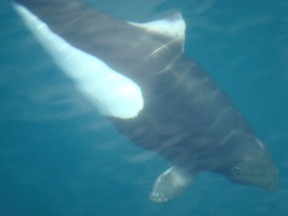 About 40 porpoises are trapped in the ice off the coast of southwestern Newfoundland.

(Wikicommons)