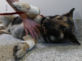 Tyson, a two-year-old German Shepherd, recovers at the Ottawa Humane Society after its owner was charged by cops Sunday. Witnesses say the dog was dragged behind a vehicle for about a kilometre. (DOUG HEMPSTEAD/Ottawa Sun)