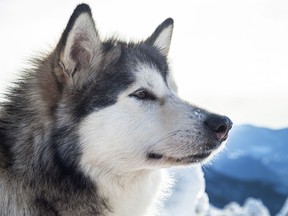 An Alaskan malamute dog is pictured in this file photo. (Fotolia)