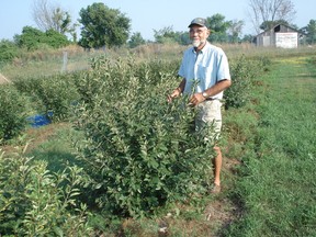 Submitted photo
Belleville area farmer James Pott shows his crop of haskap berries in this photo from last year.
