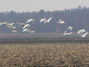 The long winter has delayed the annual arrival of the tundra swans. Each March for three decades, the Lambton Heritage Museum has hosted the Return of the Swans Festival to welcome back thousands of tundra swans who traditionally stop over in nearby fields on their migration to nesting grounds in the Arctic. THE OBSERVER/QMI AGENCY
