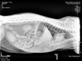 Durham Humane Society officials released this X-ray of the wounded cat.