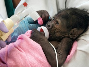 A baby gorilla suffering from pneumonia is seen in San Diego, California, in this March 13, 2014 handout photo courtesy of the San Diego Zoo.  REUTERS/San Diego Zoo/Handout via Reuters