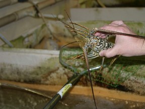 Researcher Yuriy V. Bobkov of the UF Whitney Laboratory for Marine Bioscience holds a Florida spiny lobster in the laboratory in San Augustine, Florida, in this undated handout photo obtained by Reuters on March 17, 2014. (REUTERS/Chris Bilowich, UF Health/Handout via Reuters)