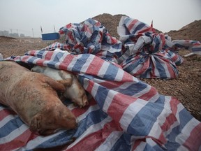 This picture taken on March 18, 2014 shows dead pigs wrapped in plastic sheets on the bank of the Gan river in Nanchang, in eastern China's Jiangxi province. (AFP PHOTO)