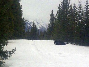 A 500-lb grizzly breaks trail alongside the Bow Valley Parkway on Sunday, March 16, 2014. The bear is a reminder that animals are beginning to emerge from their winter hibernation. Mark Grande/ Parks Canada