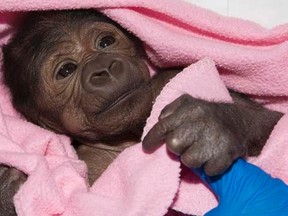 A baby gorilla suffering from pneumonia is seen in San Diego, California, in this March 13, 2014 handout photo courtesy of the San Diego Zoo.   REUTERS/San Diego Zoo/Handout via Reuters