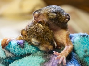 Experts say that while animals that hibernate, like these chipmunks, will simply wait for warmer weather; migratory birds are returning to Ottawa too early due to increased daylight.