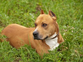 A pit bull is pictured in this file photo. (Fotolia)