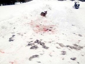 A deer found still alive after being attacked by dogs near Laurenson Lake on Monday morning, March 17.