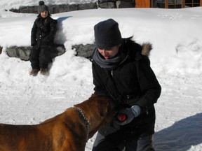 France Turcotte of Valley Mastiff Rescue in La Peche, plays with a dog on her property. (JESSIE ARCHAMBAULT Ottawa Sun)
