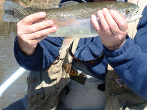 Neil with a fine Texas rainbow trout. (SUPPLIED)